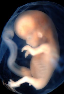 Hvordan trækker en baby vejret i maven og andre spørgsmål den gravide stiller